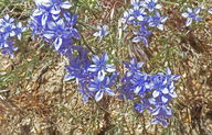 Eriastrum densifolium ssp. austromontanum