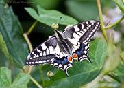 Papilio machaon britannicus