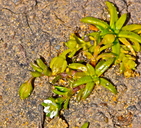Sagina maxima ssp. crassicaulis