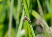 Common Nettle-tap Moth