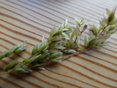 Anthoxanthum occidentale