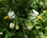 Solanum furcatum