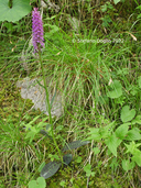Dactylorhiza maculata ssp. fuchsii