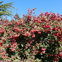 Cotoneaster lacteus