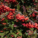 Cotoneaster lacteus