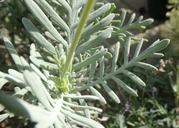 Lavandula canariensis