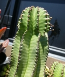 Euphorbia anopila