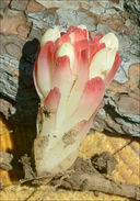 Cytinus hypocistis ssp. clusii