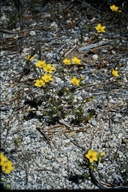 Leptosiphon chrysanthus