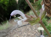 Salvia palestina