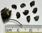 Anisodontea capensis