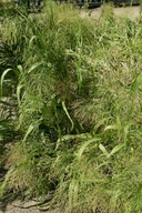 Sonoran Panic Grass