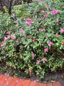 Rhododendron seta