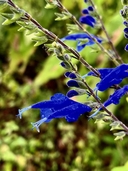 Salvia sinaloensis