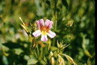 Erythranthe lewisii