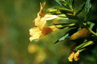 Diplacus longiflorus