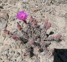 Grusonia pulchella