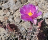 Grusonia pulchella