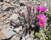 Grusonia pulchella