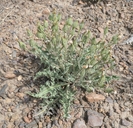 Crepis occidentalis ssp. occidentalis