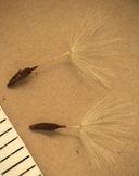 Taraxacum erythrospermum