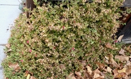 Mesembryanthemum cordifolium