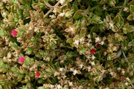 Mesembryanthemum cordifolium