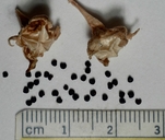 Mesembryanthemum cordifolium