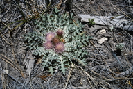 Cirsium scariosum var. congdonii