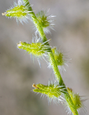 Cryptantha decipiens