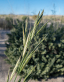 Bromus arizonicus