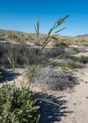 Bromus arizonicus