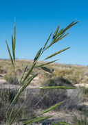 Bromus arizonicus