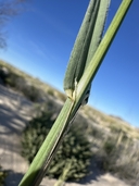 Bromus arizonicus