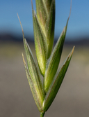 Bromus arizonicus