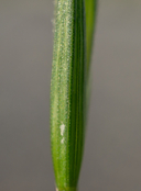 Bromus arizonicus