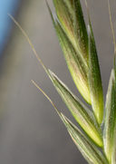 Bromus arizonicus