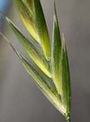 Bromus arizonicus