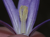 Brodiaea santarosae