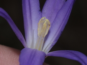 Brodiaea santarosae