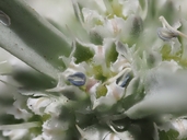 Eryngium aristulatum ssp. parishii