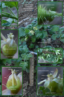Ribes binominatum