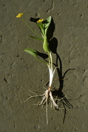 Ranunculus populago