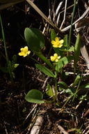 Ranunculus populago