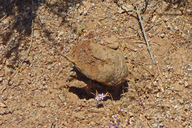 Pisolithus arhizus