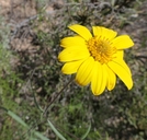 Heliomeris multiflora