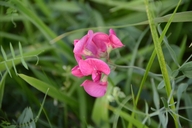 Lathyrus tuberosus