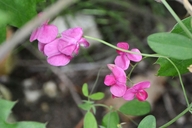 Lathyrus tuberosus