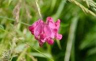 Lathyrus tuberosus