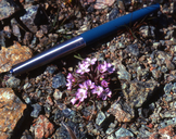 Claytonia saxosa